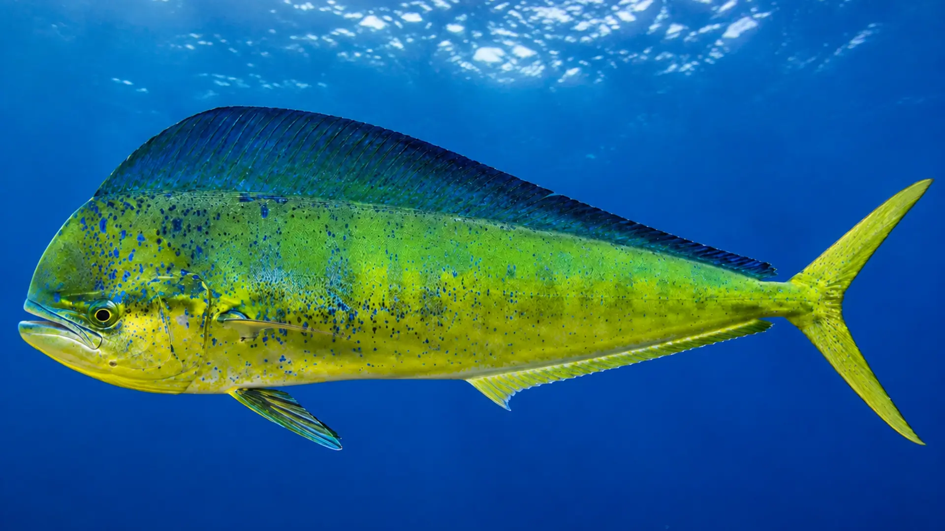 Mahi Mahi