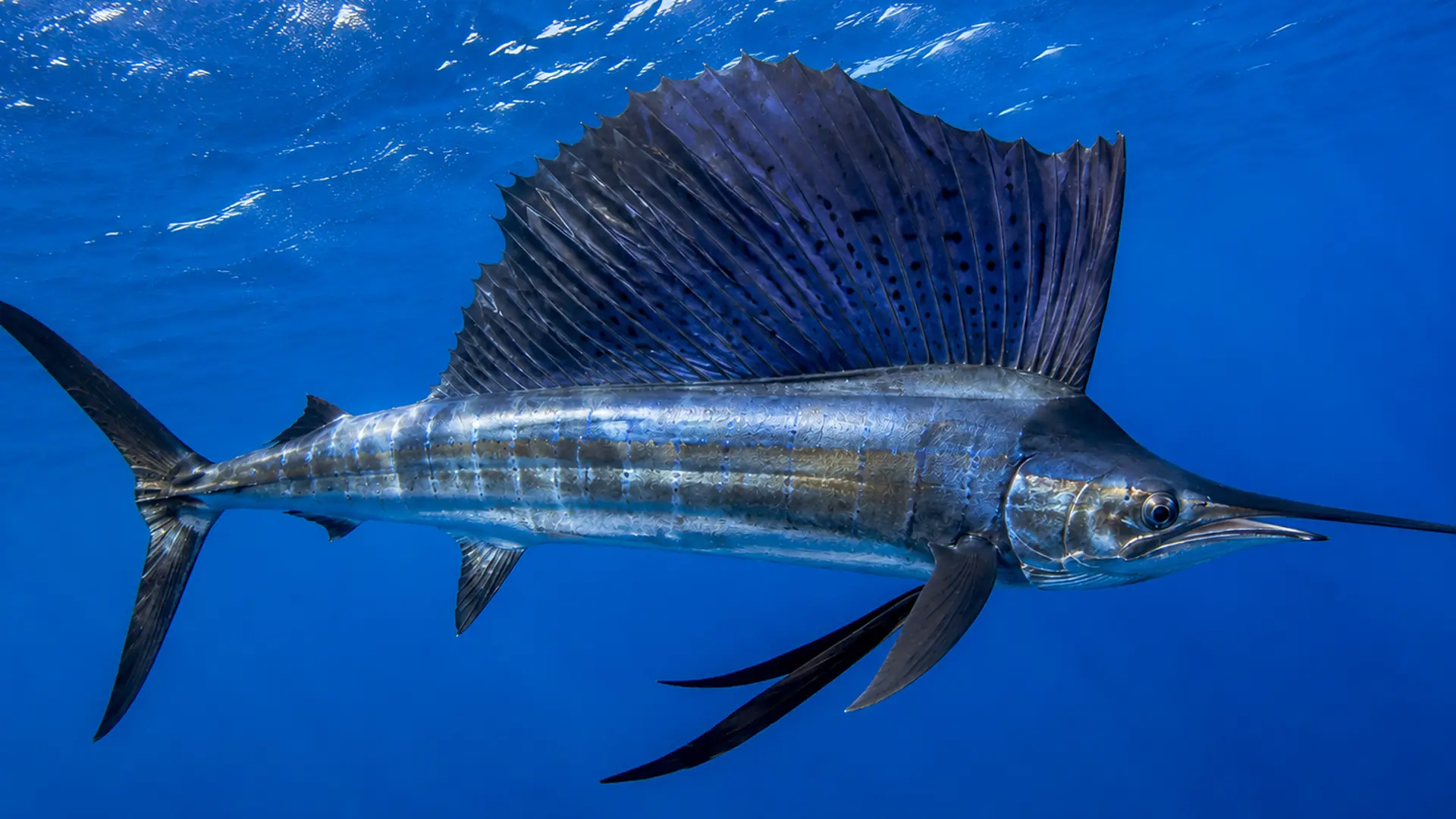 Sailfish