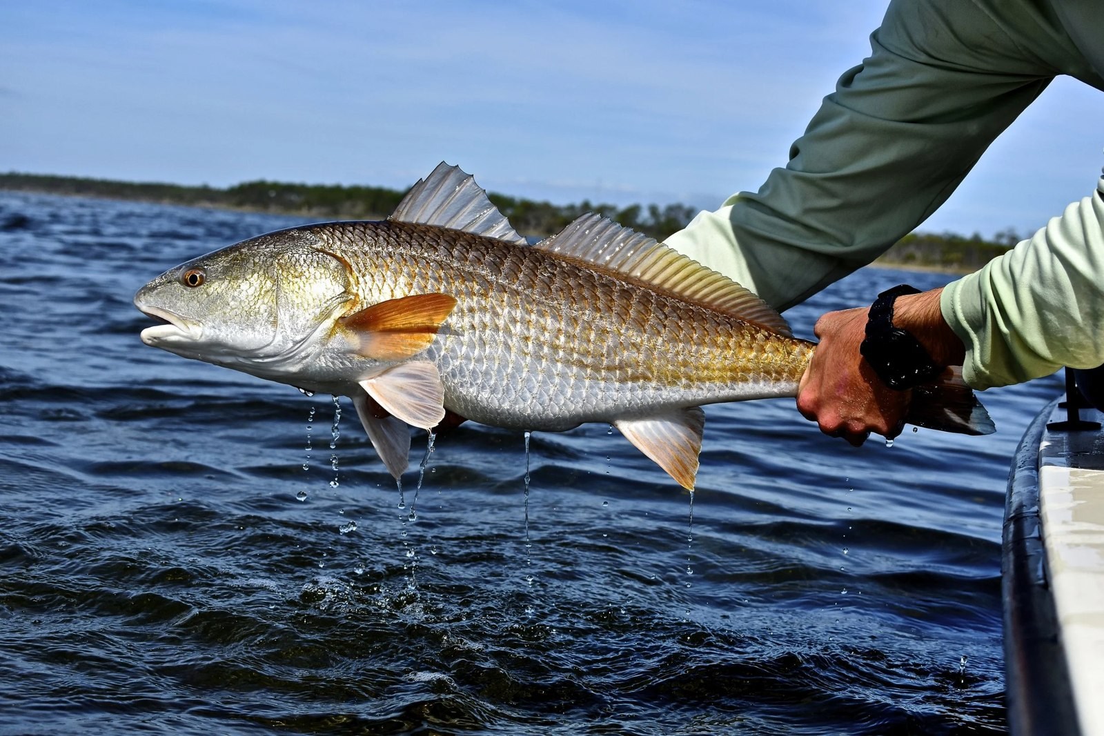 Angler holding a redfish just above the water on a Fly 98 outing