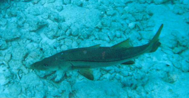 Common snook swimming above the bottom at Molasses Reef in the Florida Keys