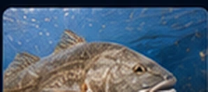 Redfish