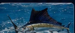 Sailfish