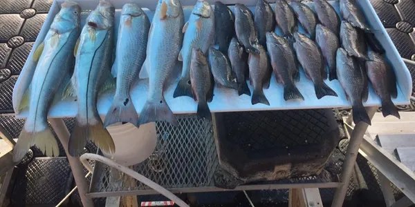 Anglers displaying their mixed catch at the Scales 2 Tales dock