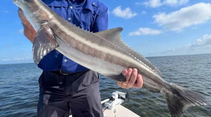 Captain Tanner's Charter Co. angler holding a snook