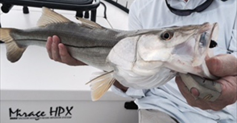 Close view of an angler holding a snook on Captain Kevin Mihailoff's boat