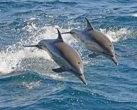 Dolphins leaping above blue water on the Fish Fixation website