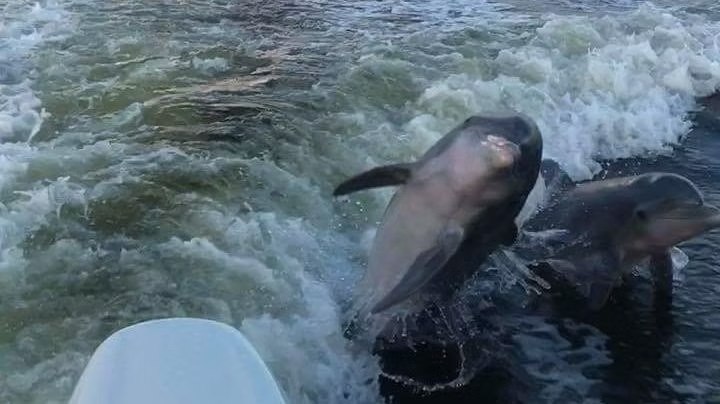 Dolphins swimming in the wake behind a Bay View Charters boat