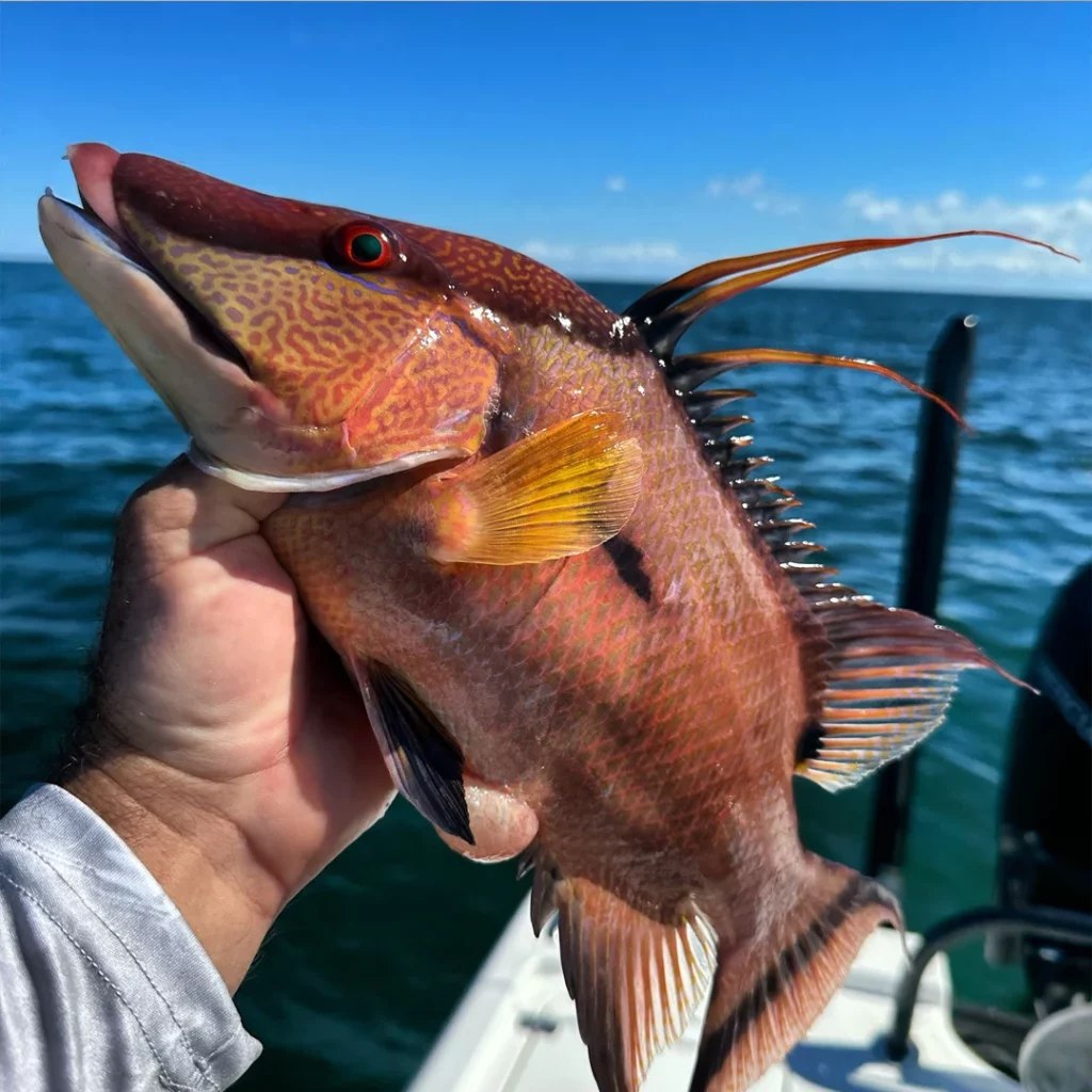Florida Fishing Co close view of a caught hogfish