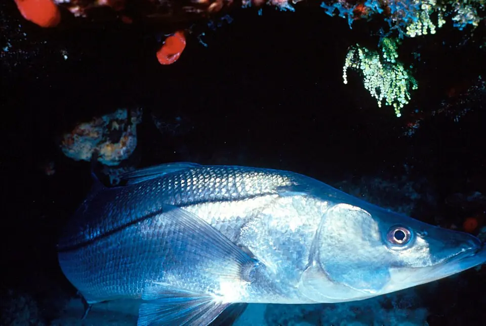Common snook underwater, showing its dark lateral line
