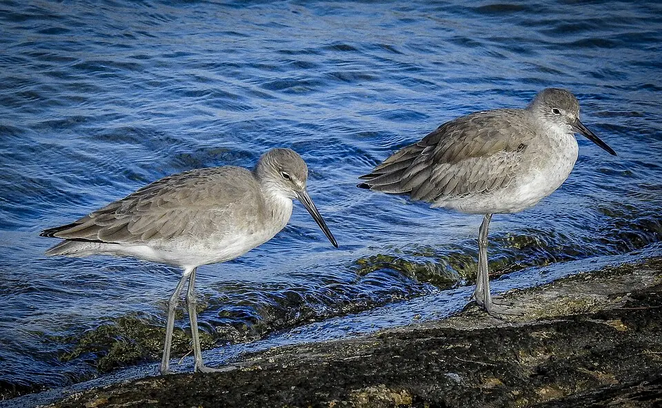 Willets at the shoreline in Fred Howard Park, Tarpon Springs