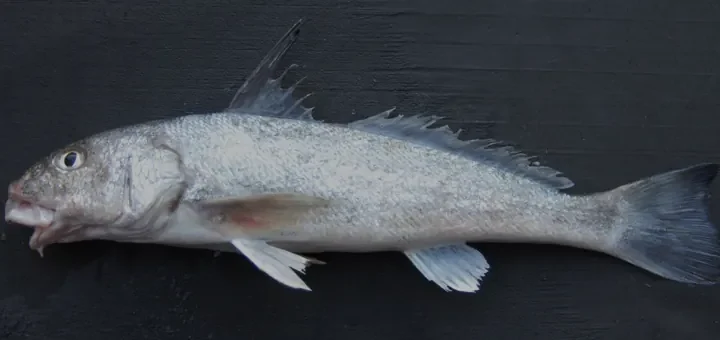 St. Joe Beach Fishing: Whiting, Troughs and Light Surf