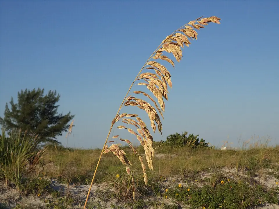 Sea oats beside the beach at Sand Key Park in Clearwater