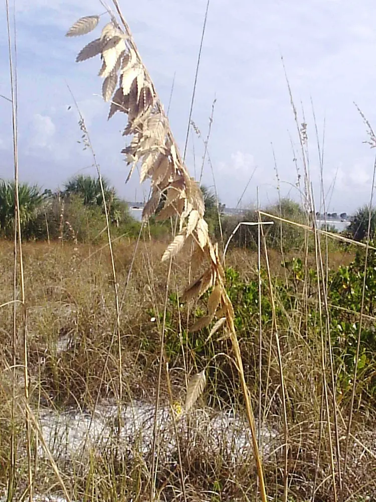 Honeymoon Island Fishing: Dunedin Shore and Bait Guide