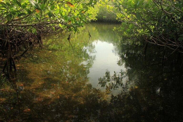 Mangrove roots along a narrow green-water creek in Key Largo