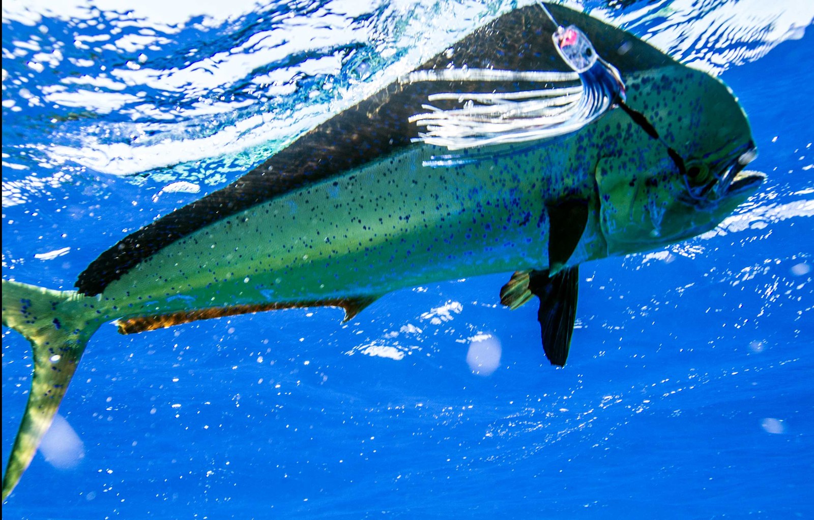 Mahi mahi swimming underwater with Far Out Charters
