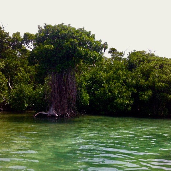 Mangroves beside shallow fishing water with Ridla Charters