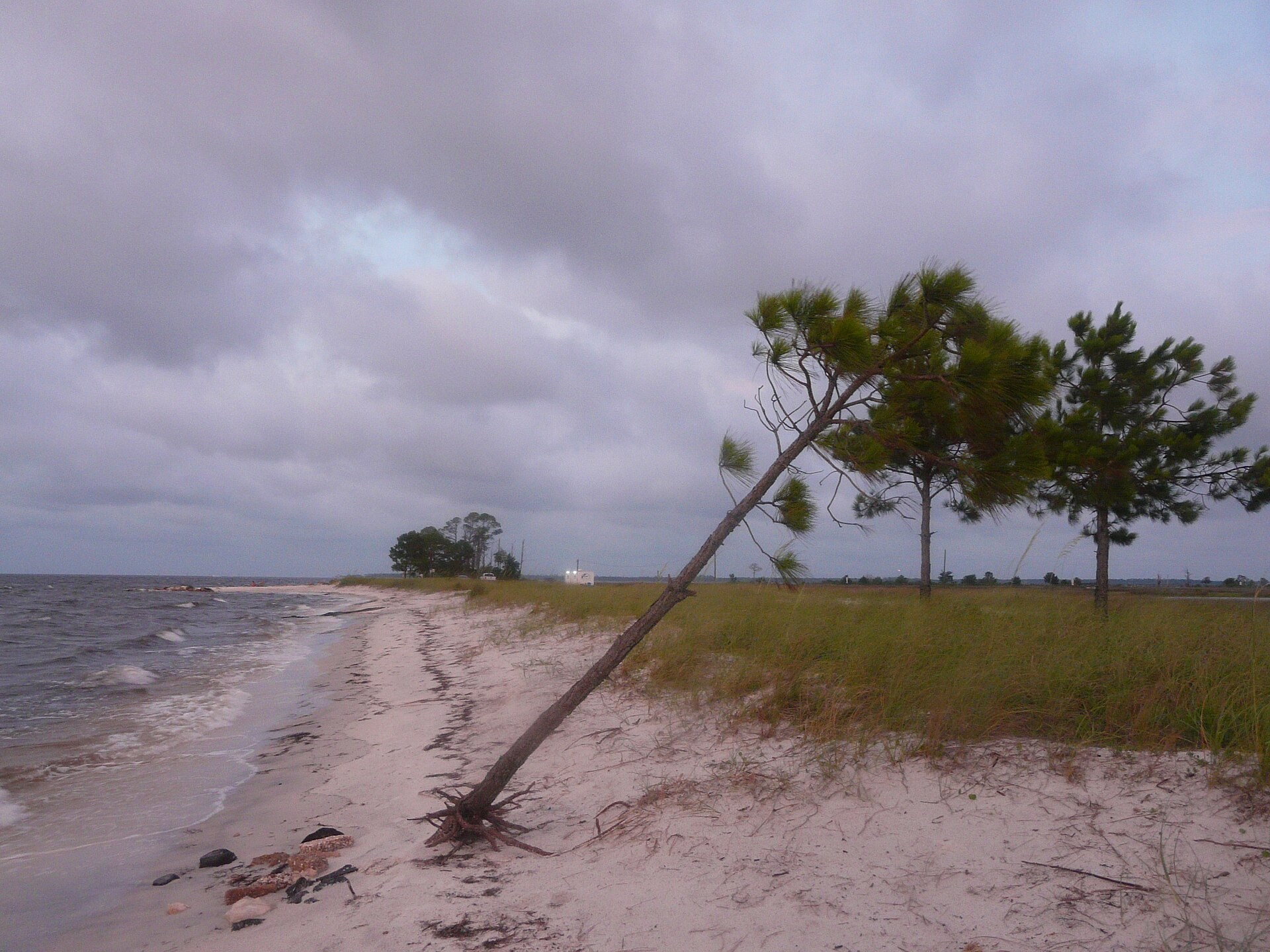 A leaning pine beside the beach and water at Mashes Sands in 2022