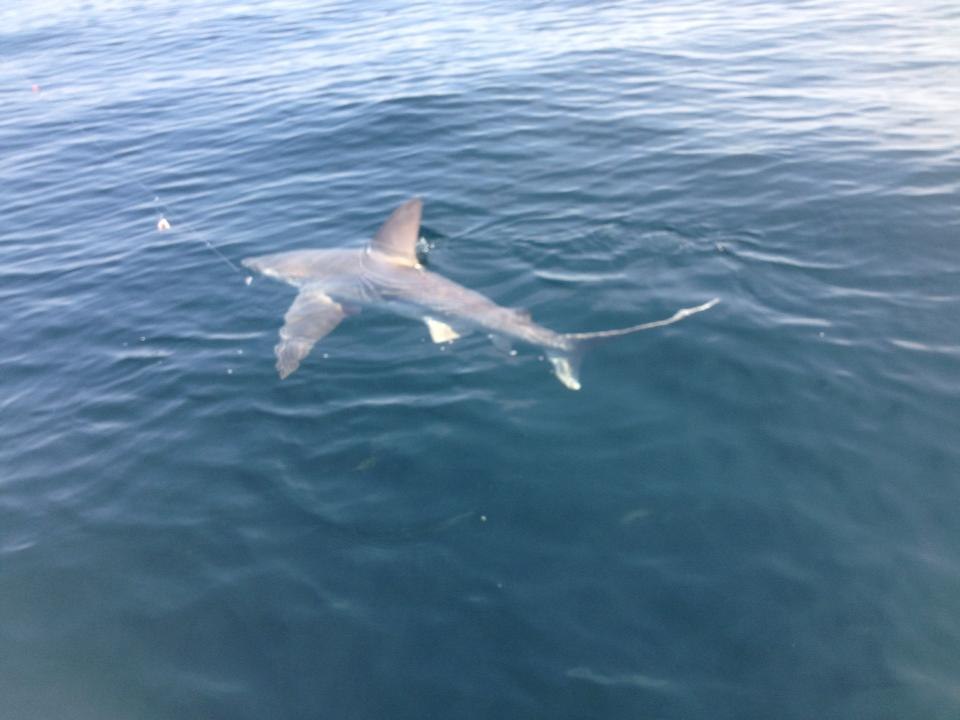 Shark alongside the boat