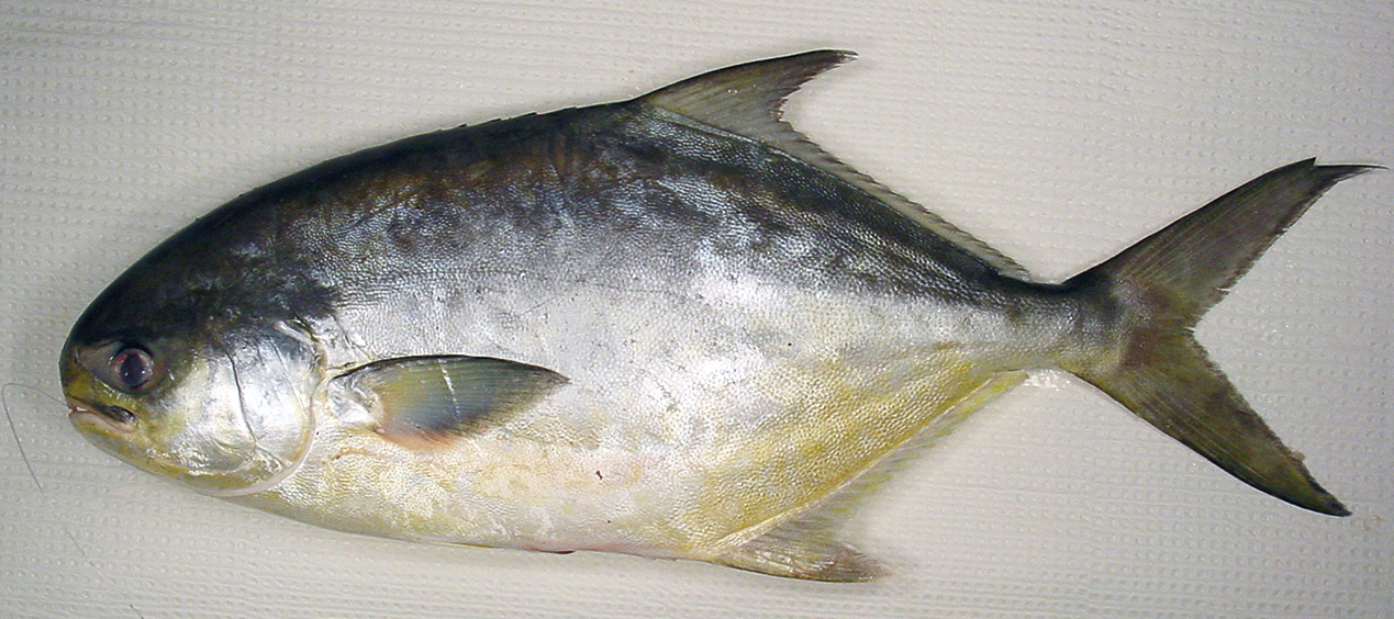 Reference photograph of a Florida pompano in side profile.