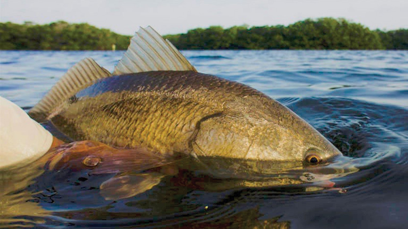 Punta Gorda Fly Fishing redfish resting at the water surface