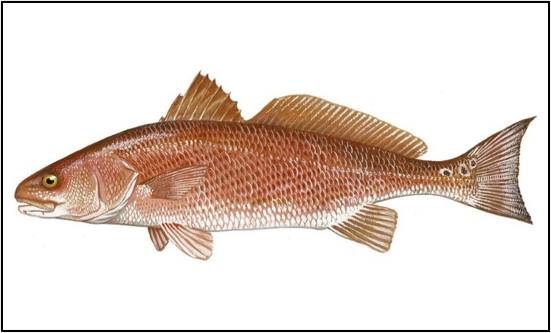 Reference illustration of redfish showing its tail spot.