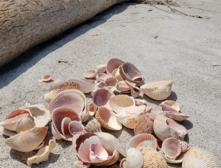 Reel Sharp Sportfishing collection of seashells on sand
