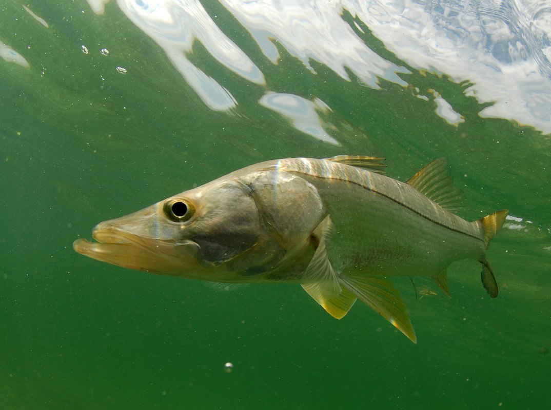 Salty Native Charters snook photographed underwater
