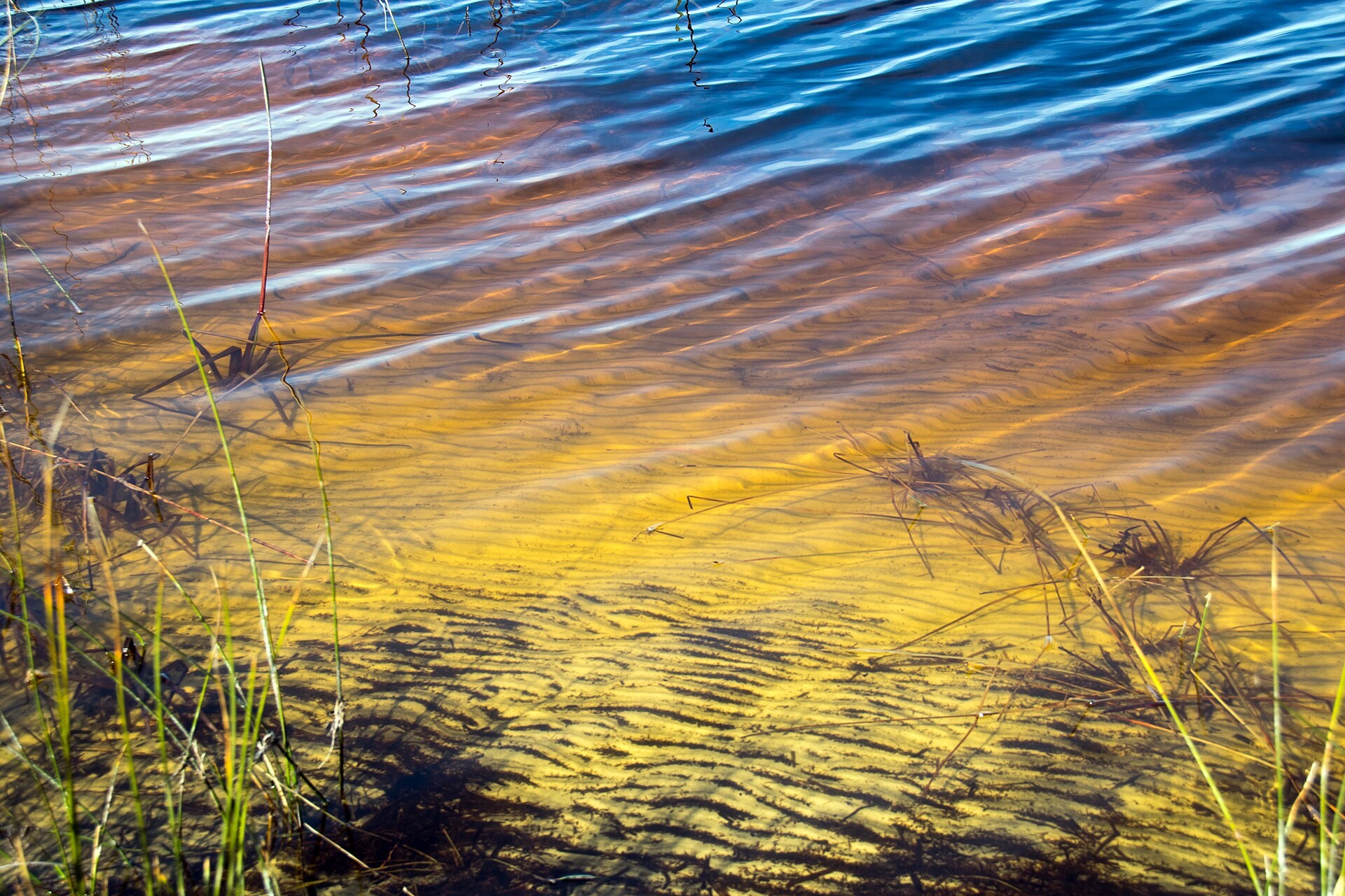 Western Lake shoreline in Grayton Beach State Park in December 2019