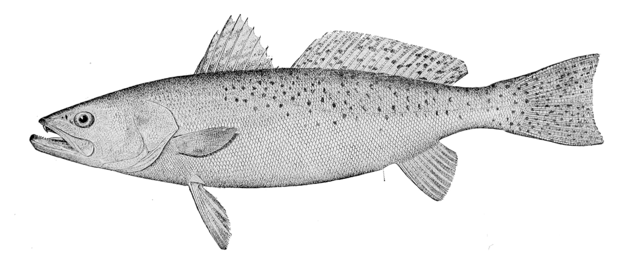 Reference illustration of spotted seatrout showing spots along its back and tail.