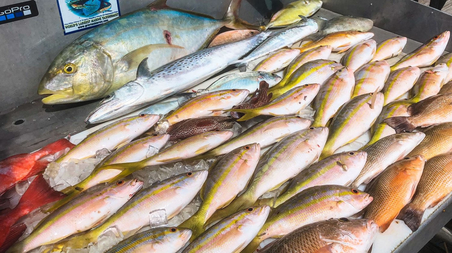 Snapper and other fish laid out after a Sea Dog Charters trip
