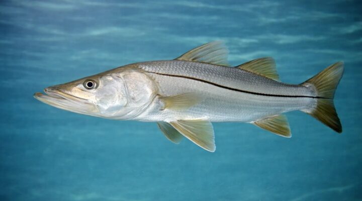Snook illustration from the Tampa Bay Charters species guide