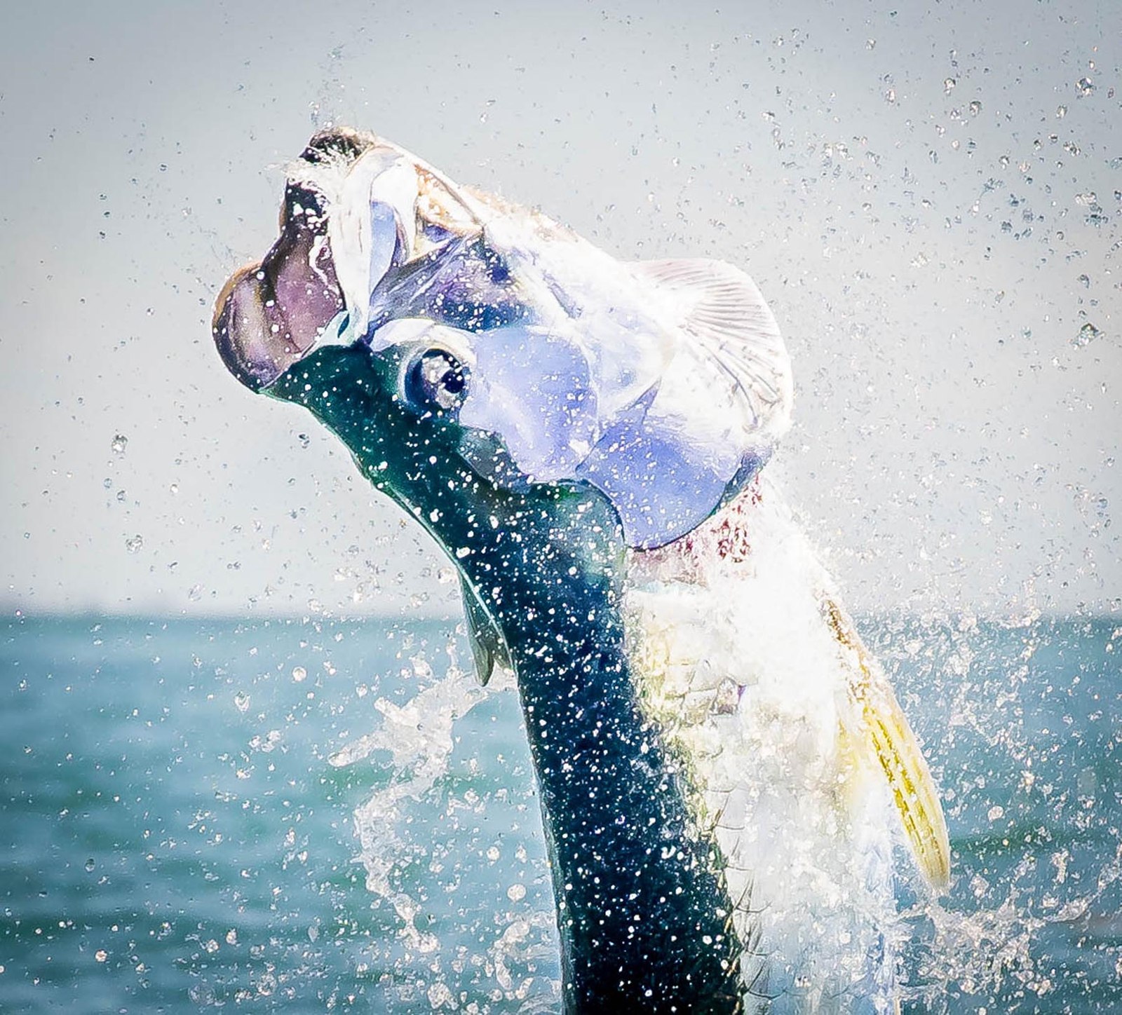 Tarpon jumping from the water on the Fly Water Florida Keys website
