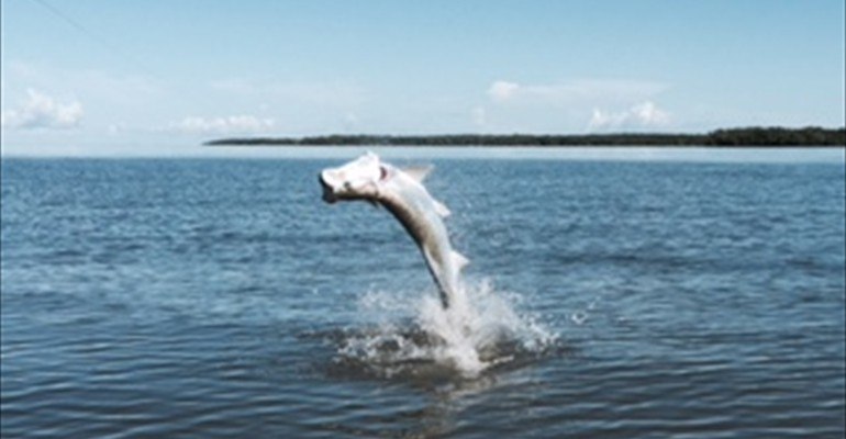 Tarpon leaping from calm water on Captain Kevin Mihailoff's website