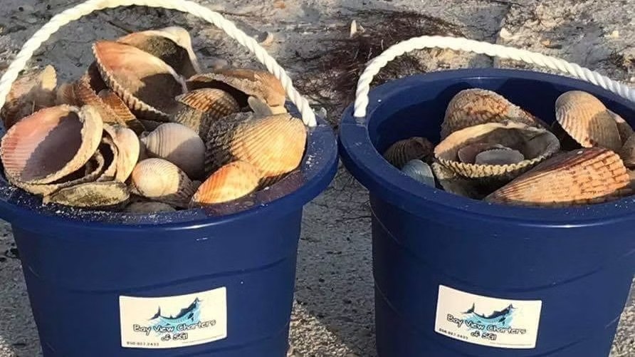 Two blue buckets filled with seashells from a Bay View Charters outing