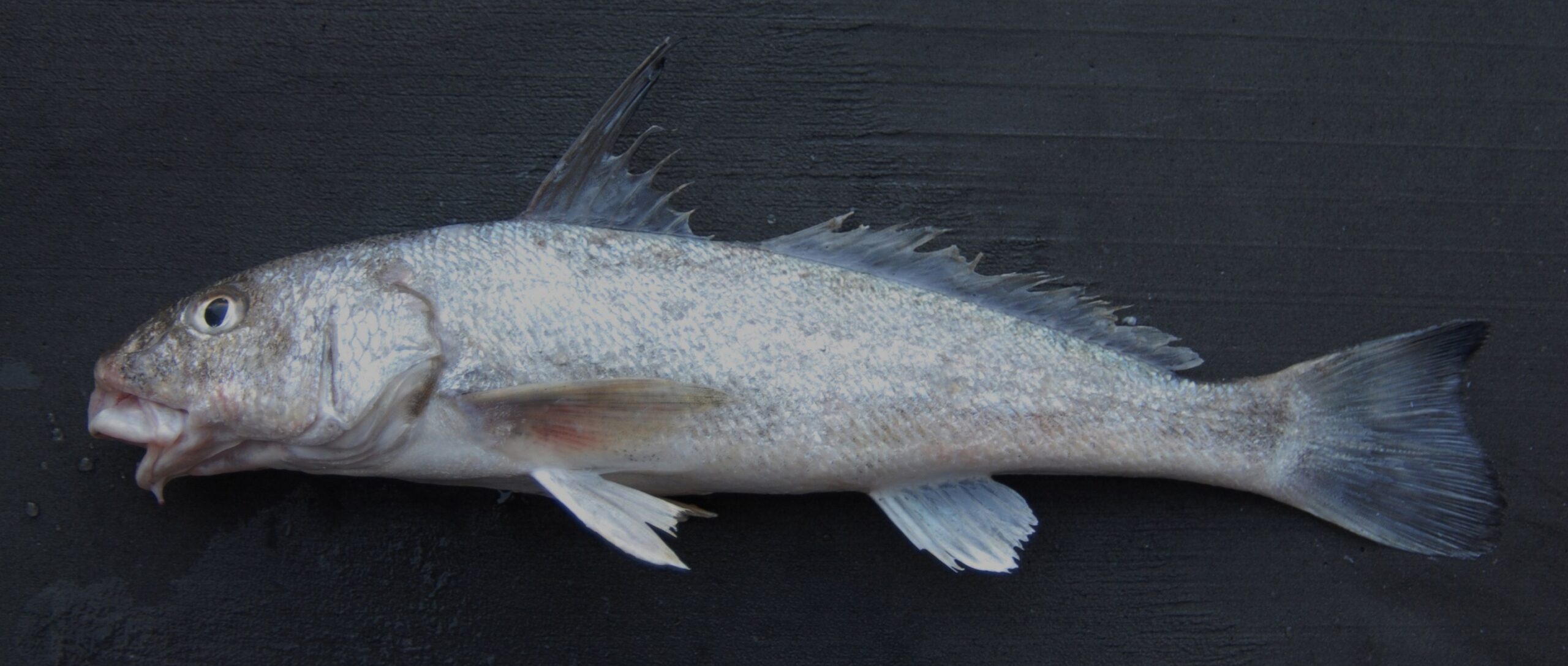 Reference photograph of Gulf kingfish, one of the fish anglers call whiting.