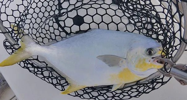 Amelia Angler pompano resting in a landing net