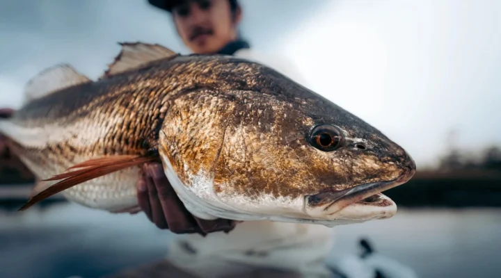 Angler displaying a redfish from a shallow-water fishing trip