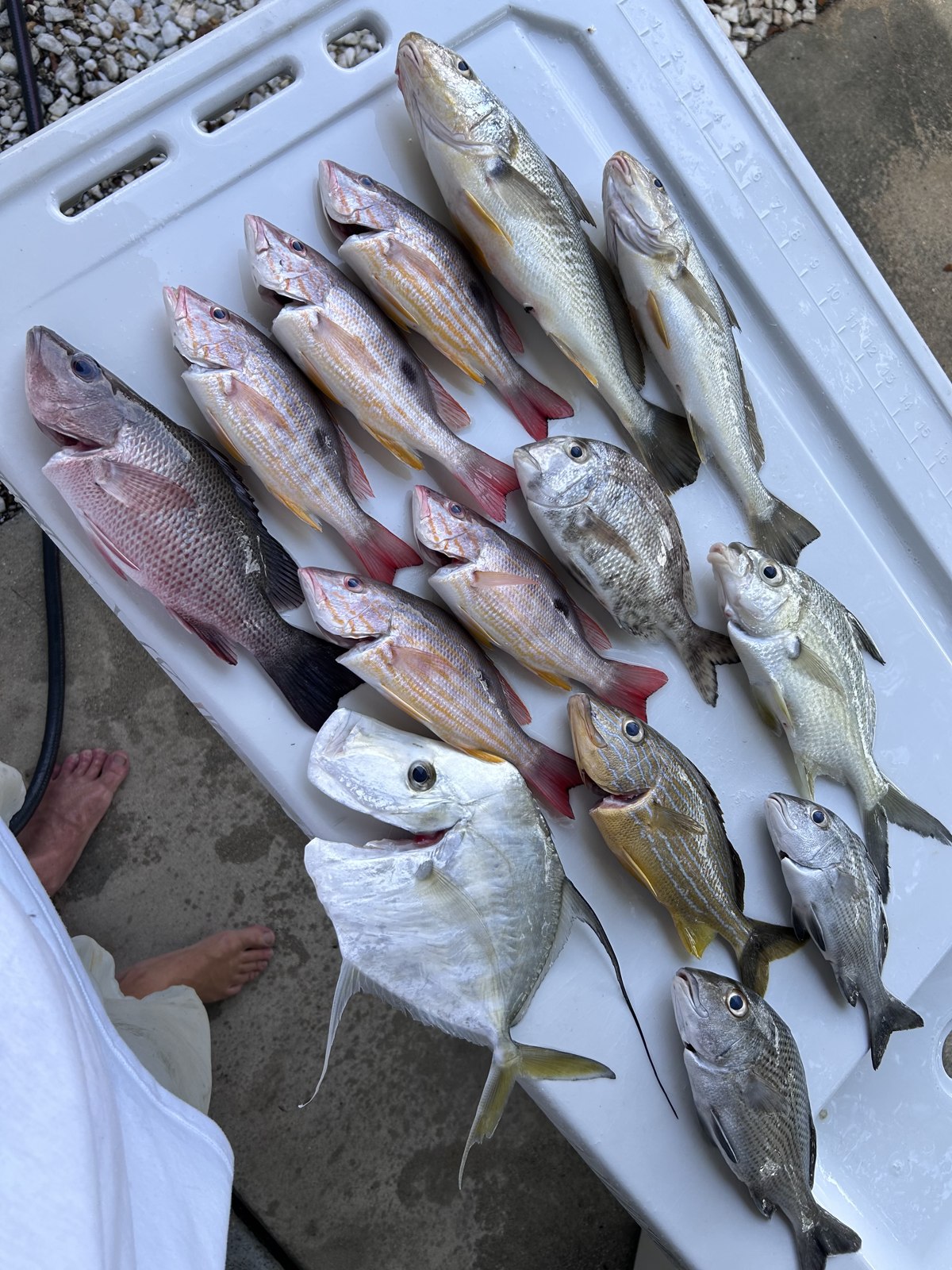 Big Cat Charters mixed fish catch displayed at the dock
