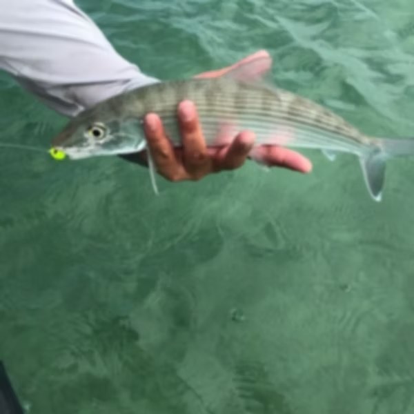 Bonefish held above shallow green water on a Bank and Bight Charters trip