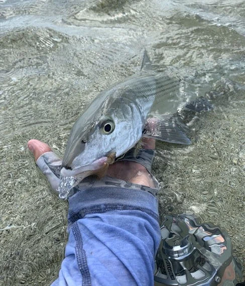 Bonefish supported in shallow water before release