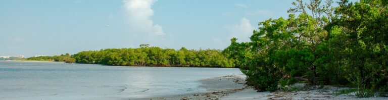 Mangrove edge and shallow water at Bunche Beach