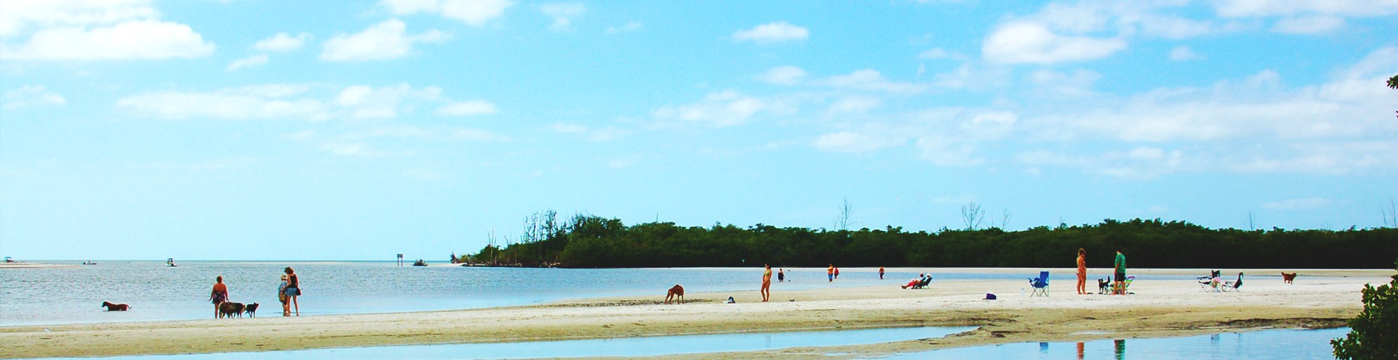 People and dogs on the tidal shore at Lee County Dog Beach