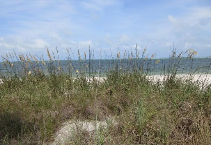 Sea oats and Gulf beach at Don Pedro Island State Park