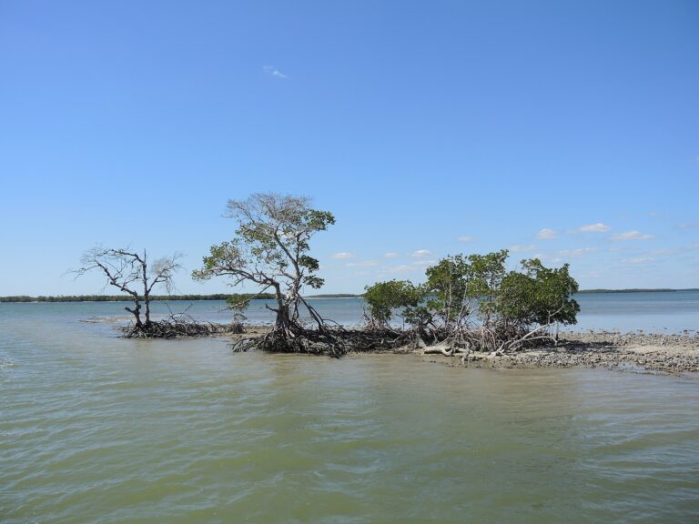 Mangrove island and shallow coastal water near the Gulf Coast entrance of Everglades National Park