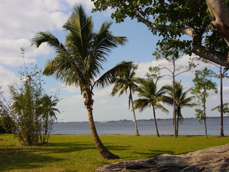 Palm trees beside the Caloosahatchee River in Fort Myers