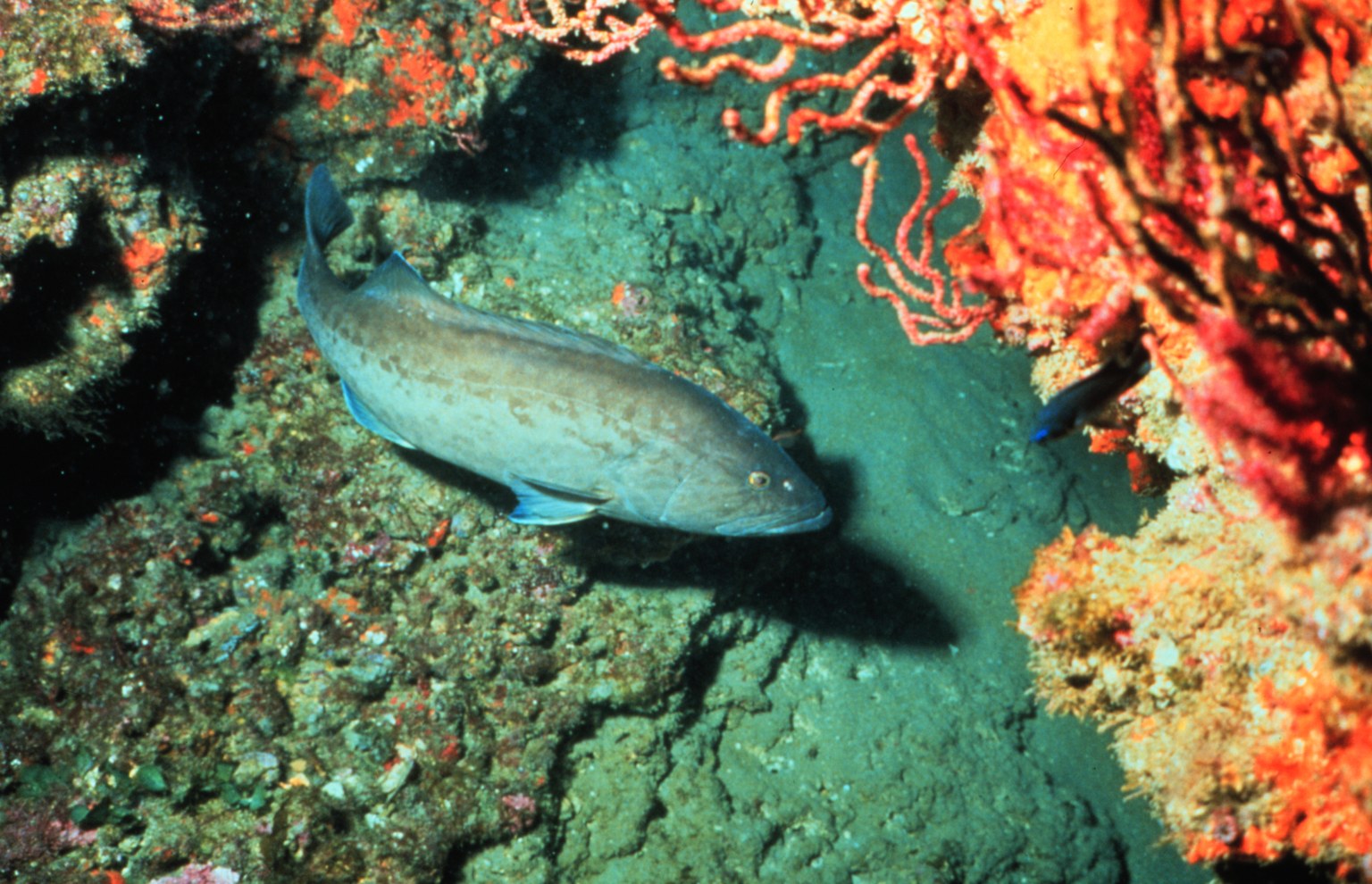 Gag grouper beside coastal Carolina reef structure, photographed in 1991