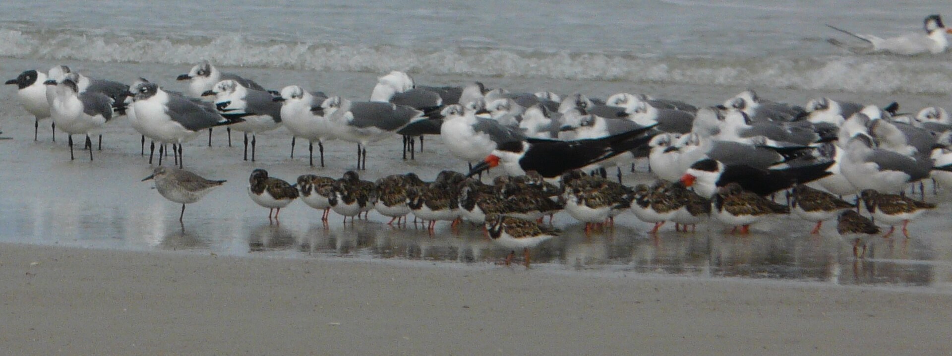 Shorebirds gathered on wet sand at Huguenot Memorial Park