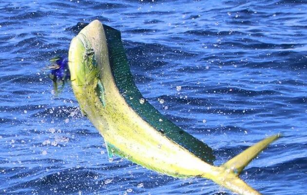 Mahi jumping above blue water in the Lucky Dog Sportfishing website photograph