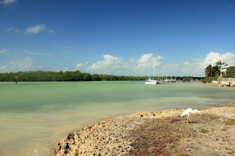 Curved shoreline, pale coastal water and mangroves in Marathon