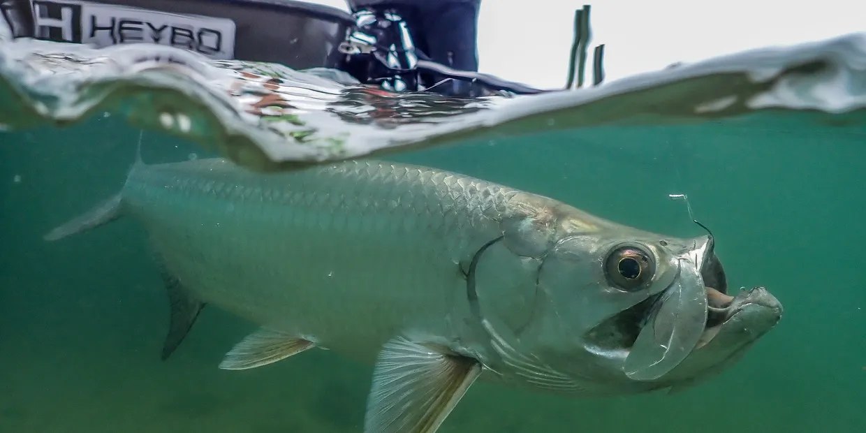 Phlats Inshore Fishing tarpon beside the boat